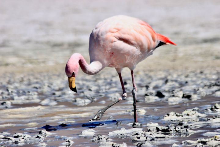 Flamingo walking through mud.