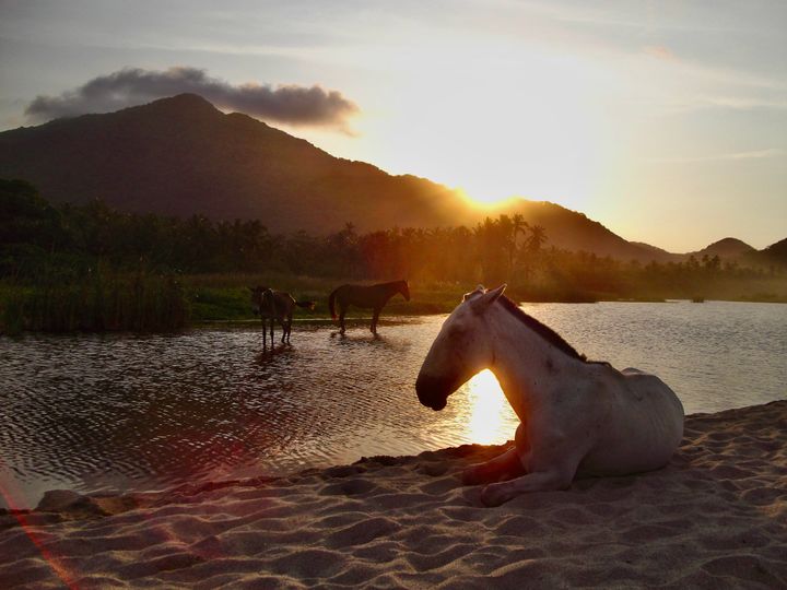 Horses relaxing on a beach by a river.